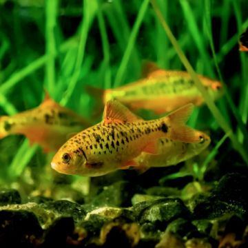 Barbodes semifasciolatus (Barbus schuberti) 2-3cm lot de 3