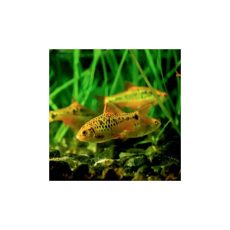 Barbodes semifasciolatus (Barbus schuberti) 2-3cm per 3