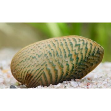 Moules striées jaunes