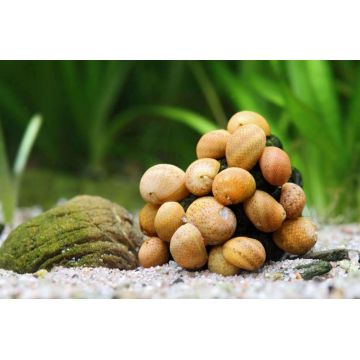 Clithon sowerianum