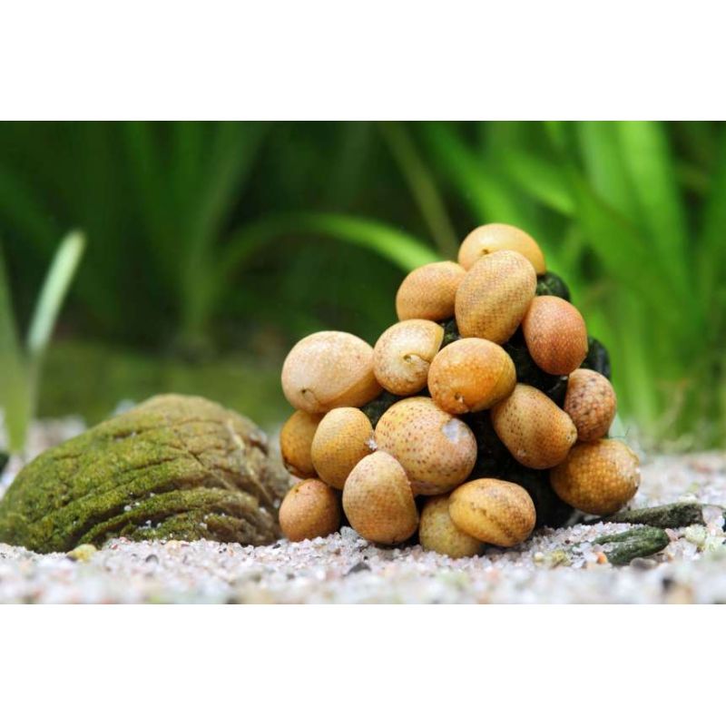 Clithon sowerianum Clithon sowerianum