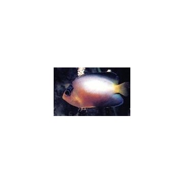 Centropyge Multicolor : 4 à 6 cm 287,50 €