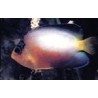 Centropyge Multicolor : 4 à 6 cm 287,50 €