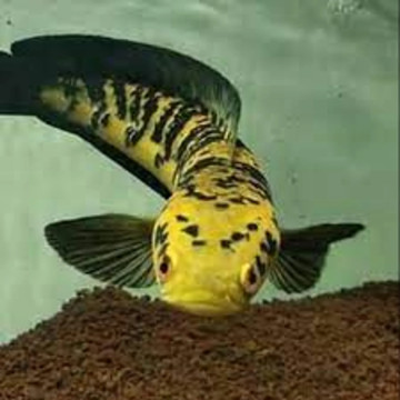 Channa asiatica Yellow sentarum 35cm