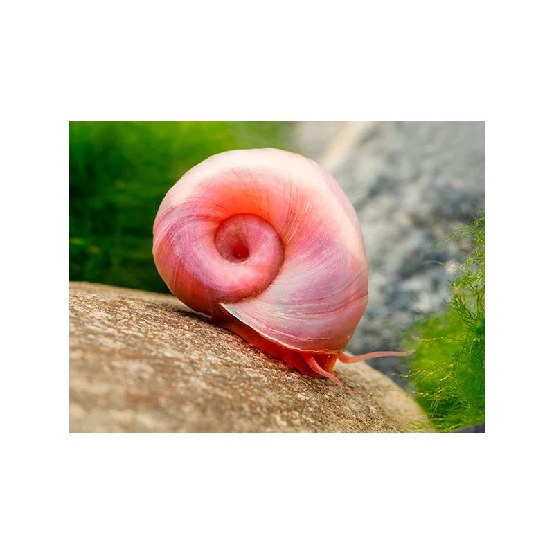 Planorbe rose Planorbe rose