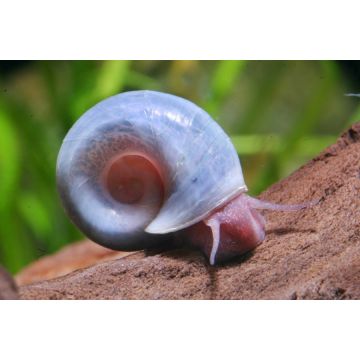 Planorbe blauw