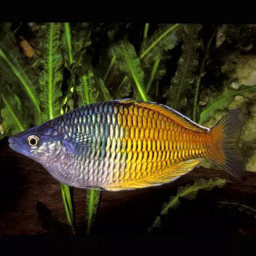 Melanotaenia Boesemani 4-6cm set van 1 mannetje + 2 vrouwtjes