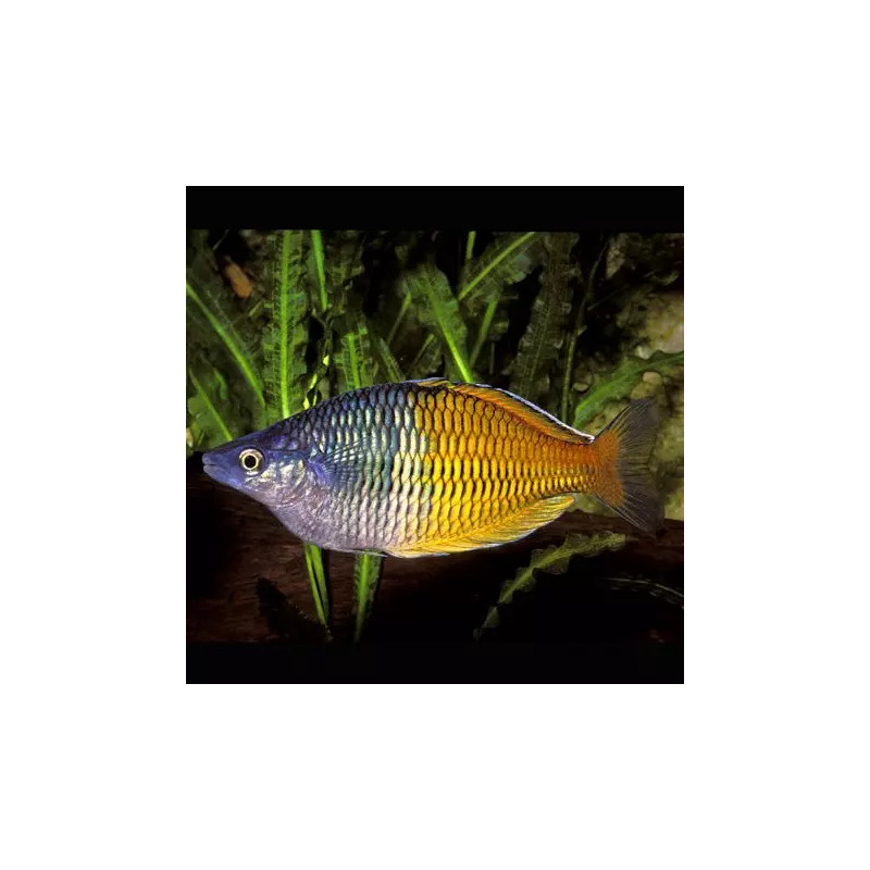 Melanotaenia Boesemani 4-6cm lot de 1 mâle + 2 femelles Melanotaenia Boesemani 4-6cm lot de 1 mâle + 2 femelles