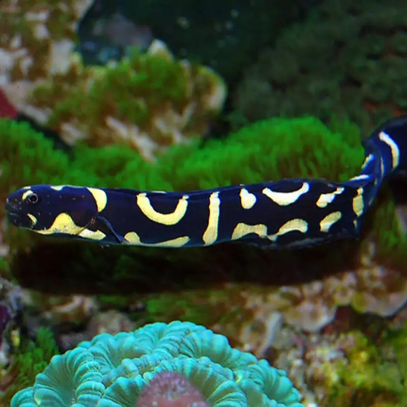 Pholidichthys leucotaenia : 6-8 cm  lot de 2
