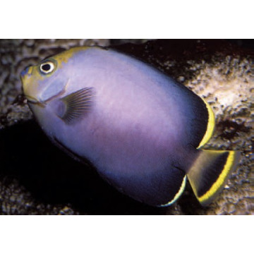 Chaetodontoplus melanosoma: 5-7 cm  