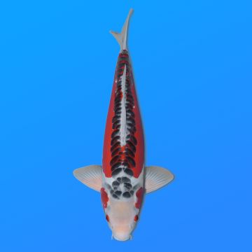 Koï Japon Shusui mâle éleveur Yagenji 54cm