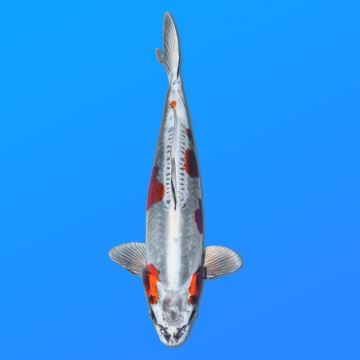 Koï Japon Beni Kikokuryu mâle éleveur Yagenji 54cm