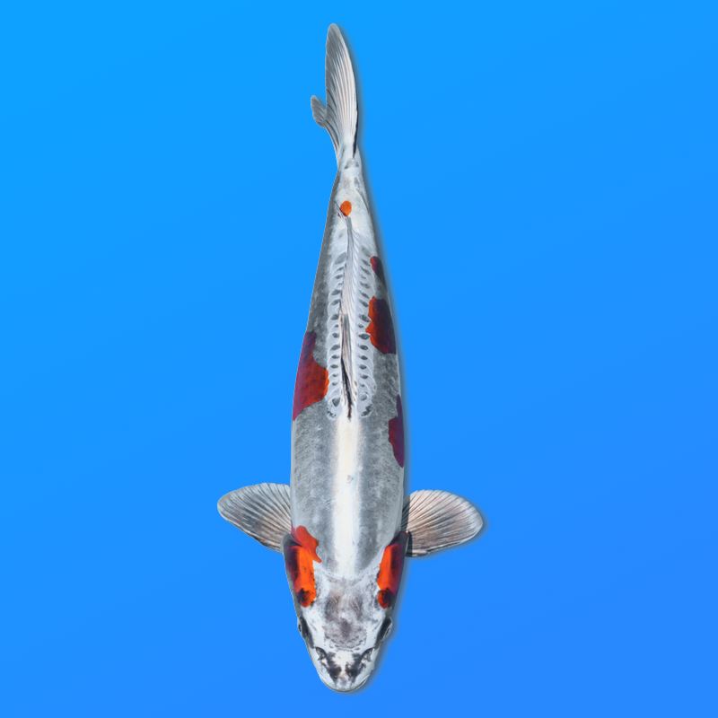 Koï Japon Beni Kikokuryu mâle éleveur Yagenji 54cm