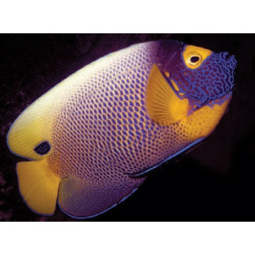 Euxiphipops Xanthometopon adulte : 12-14 cm  