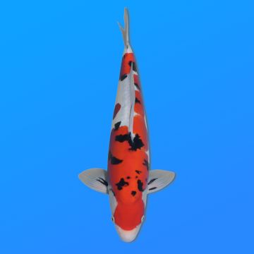 Koï Japon Doitsu Sanke mâle éleveur Yagenji 40cm
