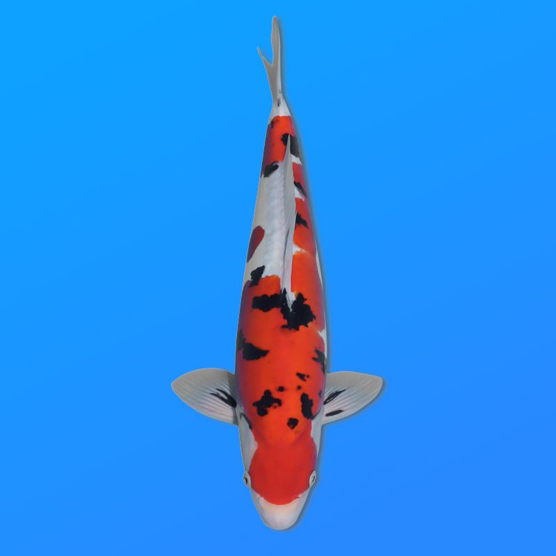 Koï Japon Doitsu Sanke mâle éleveur Yagenji 40cm