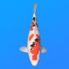 Koï Japon Sanke femelle éleveur Sakasume 54cm