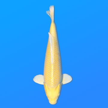 Koï Japon Yamabuki éleveur Sakasume 42-44cm