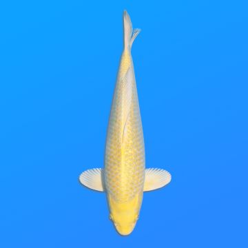 Koï Japon Yamabuki éleveur Sakasume 42-44cm