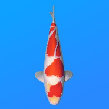 Koï Japon Kohaku mâle éleveur Hoshikin 38-40cm