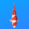 Koï Japon Kohaku mâle éleveur Hoshikin 38-40cm