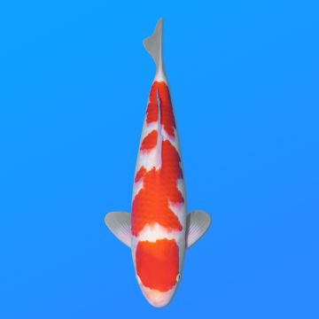 Koï Japon Kohaku mâle éleveur Hoshikin 38-40cm