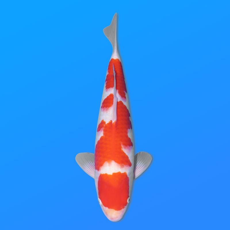 Koï Japon Kohaku mâle éleveur Hoshikin 38-40cm