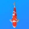 Koï Japon Kohaku mâle éleveur Hoshikin 38-40cm
