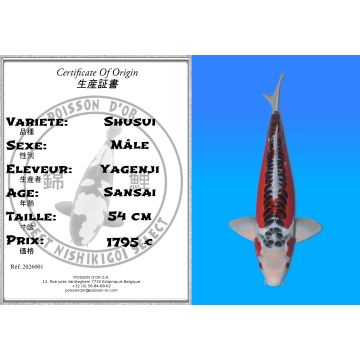 Koï Japon Shusui mâle éleveur Yagenji 54cm