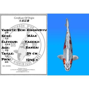 Koï Japon Beni Kikokuryu mâle éleveur Yagenji 54cm