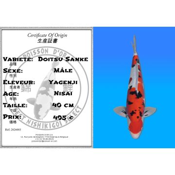 Koï Japon Doitsu Sanke mâle éleveur Yagenji 40cm
