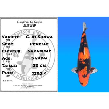 Koï Japon G. Hi Showa femelle éleveur Sakasume 52cm