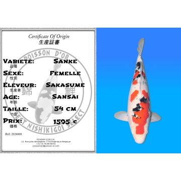 Koï Japon Sanke femelle éleveur Sakasume 54cm