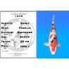 Koï Japon Sanke femelle éleveur Sakasume 54cm