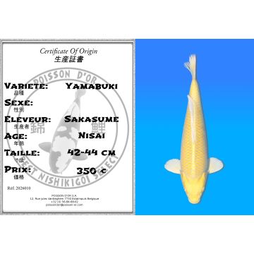 Koï Japon Yamabuki éleveur Sakasume 42-44cm