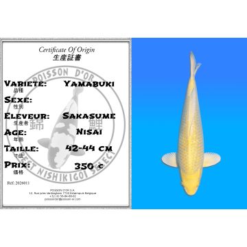 Koï Japon Yamabuki éleveur Sakasume 42-44cm