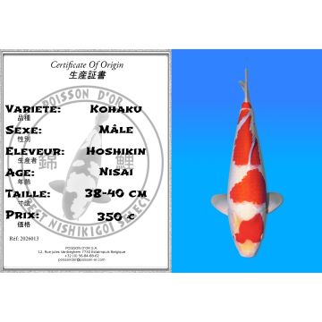 Koï Japon Kohaku mâle éleveur Hoshikin 38-40cm