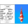 Koï Japon Kohaku mâle éleveur Hoshikin 38-40cm