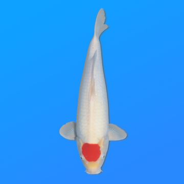 Koï Japon Tancho mâle éleveur Himitsu 46cm
