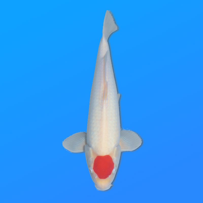 Koï Japon Tancho mâle éleveur Himitsu 40cm