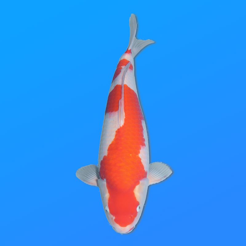 Koï Japon Kohaku femelle éleveur Himitsu 46cm