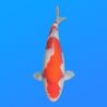 Koï Japon Kohaku femelle éleveur Himitsu 46cm
