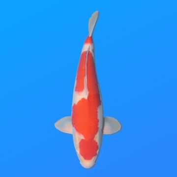Koï Japon Kohaku mâle éleveur Himitsu 45cm
