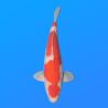 Koï Japon Kohaku mâle éleveur Himitsu 45cm