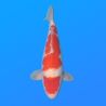 Koï Japon Kohaku mâle éleveur Himitsu 45cm