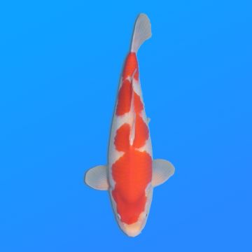 Koï Japon Kohaku mâle éleveur Himitsu 45cm