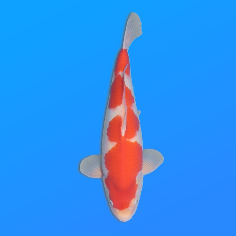 Koï Japon Kohaku mâle éleveur Himitsu 45cm