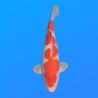 Koï Japon Kohaku mâle éleveur Himitsu 45cm