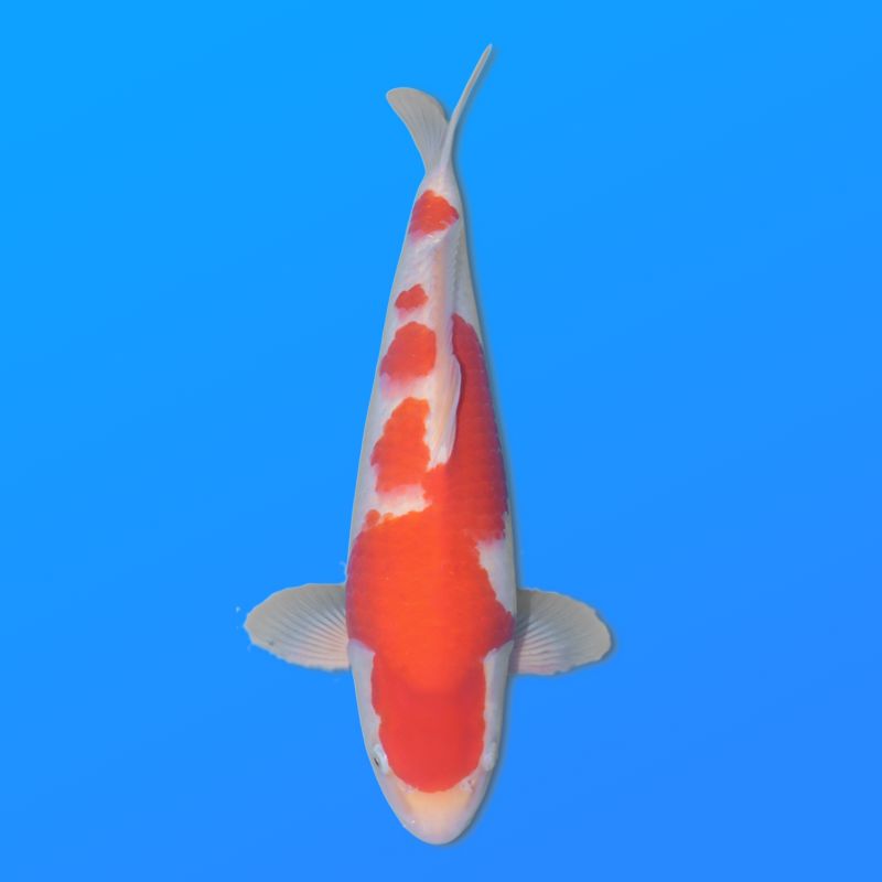 Koï Japon Kohaku mâle éleveur Himitsu 45cm