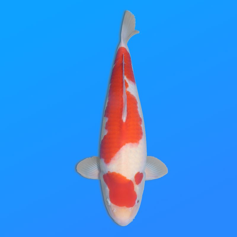 Koï Japon Kohaku mâle éleveur Himitsu 45cm